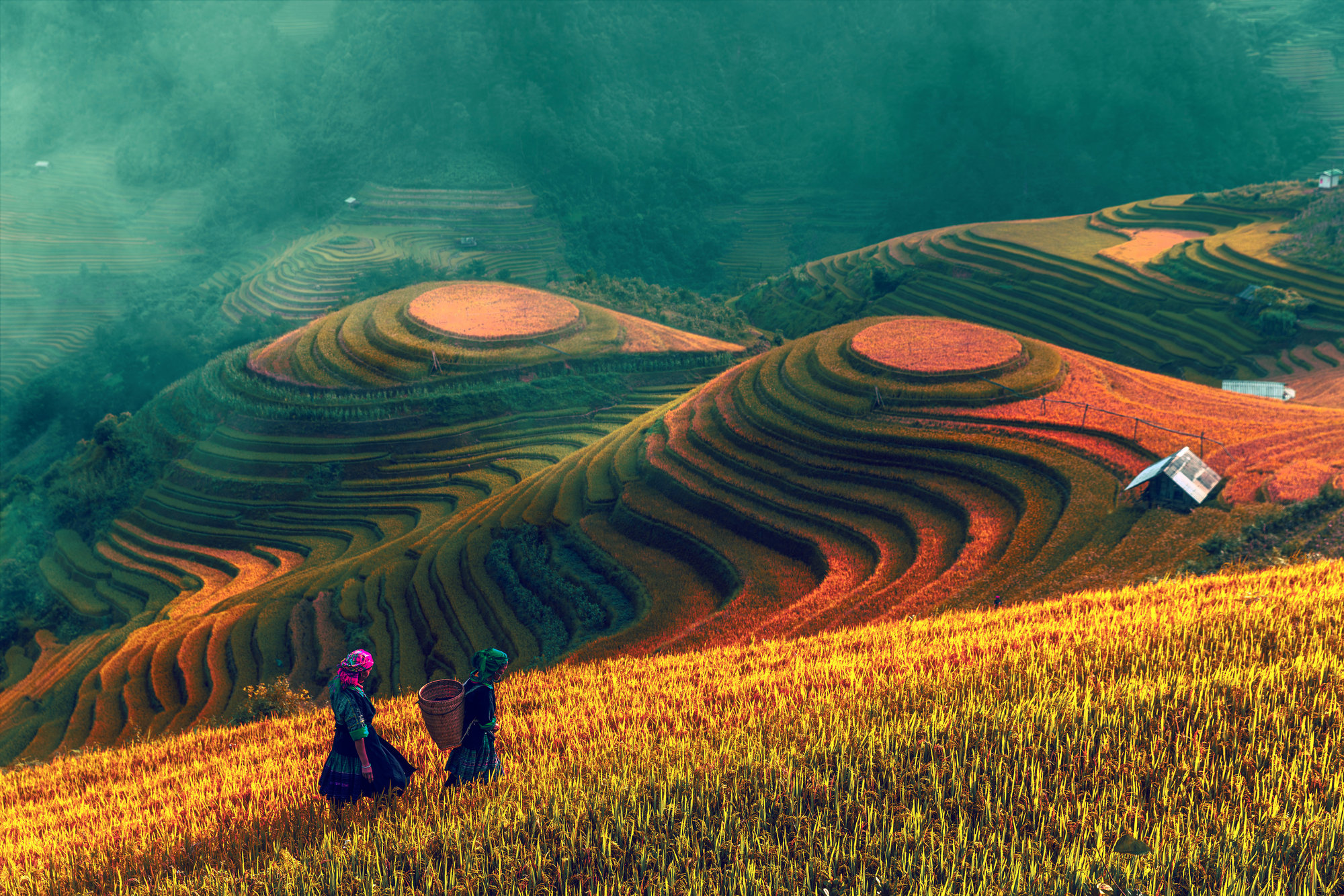 Rice Field