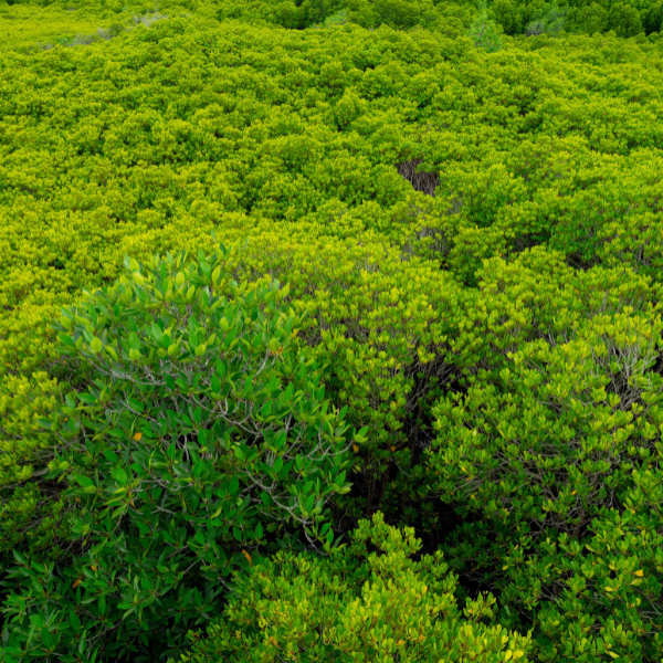 The research is clear on stranded assets, but how will the finance sector respond?