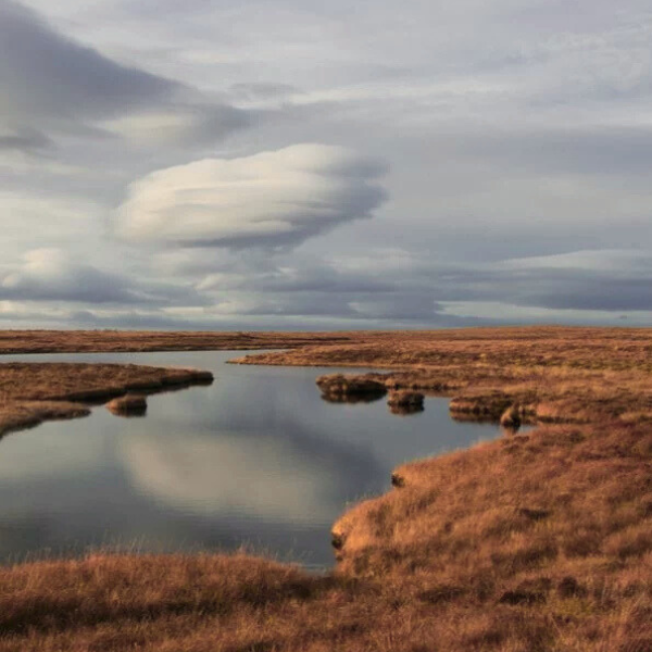 Investing in Nature-Based Solutions Can Help Rebuild a Stronger and Greener Economy
