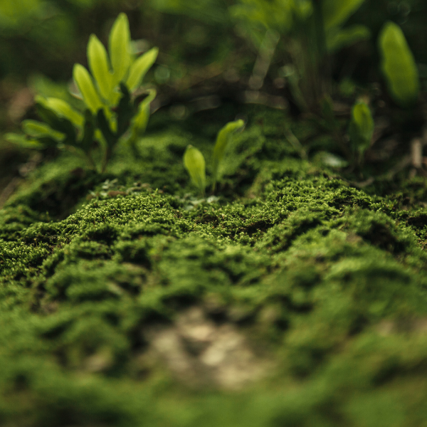 Keeping 1.5°C Alive: Credible Policies and Innovation Can Take Us There