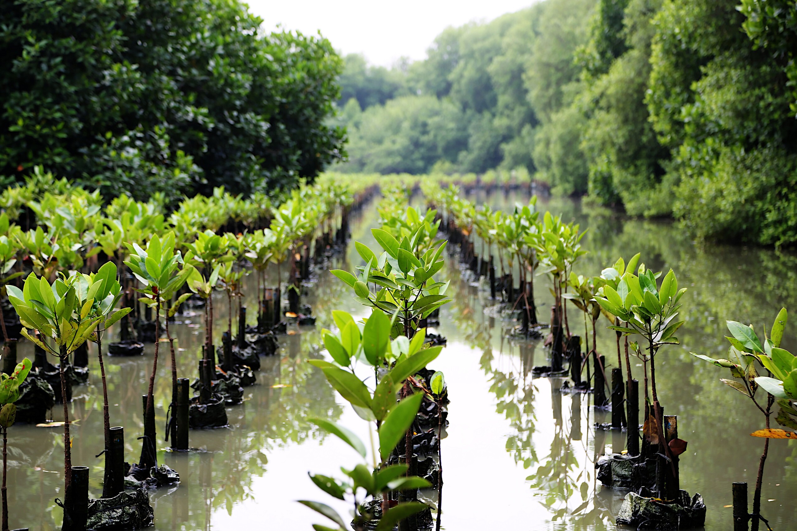 Decent Work In Nature-Based Solutions 2024: Unlocking Jobs Through Investment in Skills and Nature-Based Infrastructure